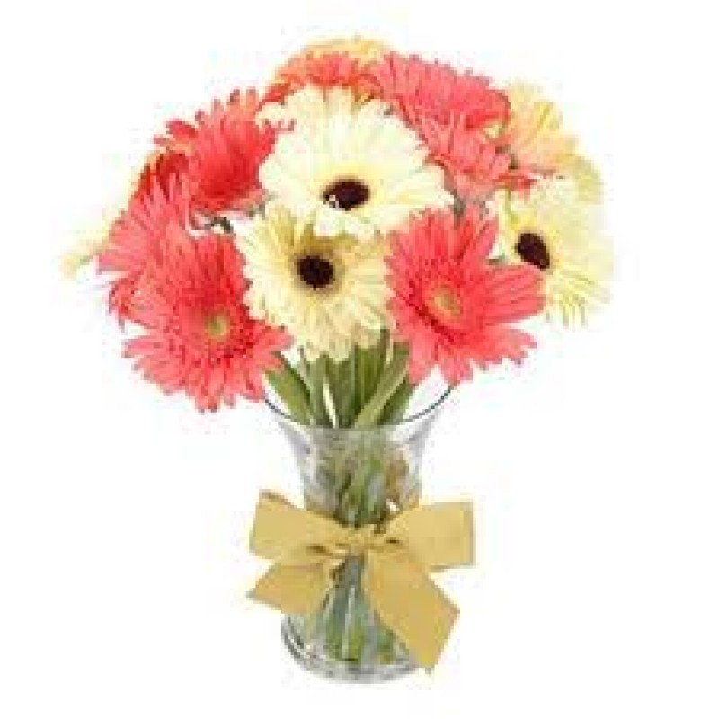 12 pink white Gerberas in vase