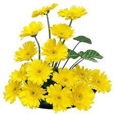 Beautiful Yellow Gerberas Basket